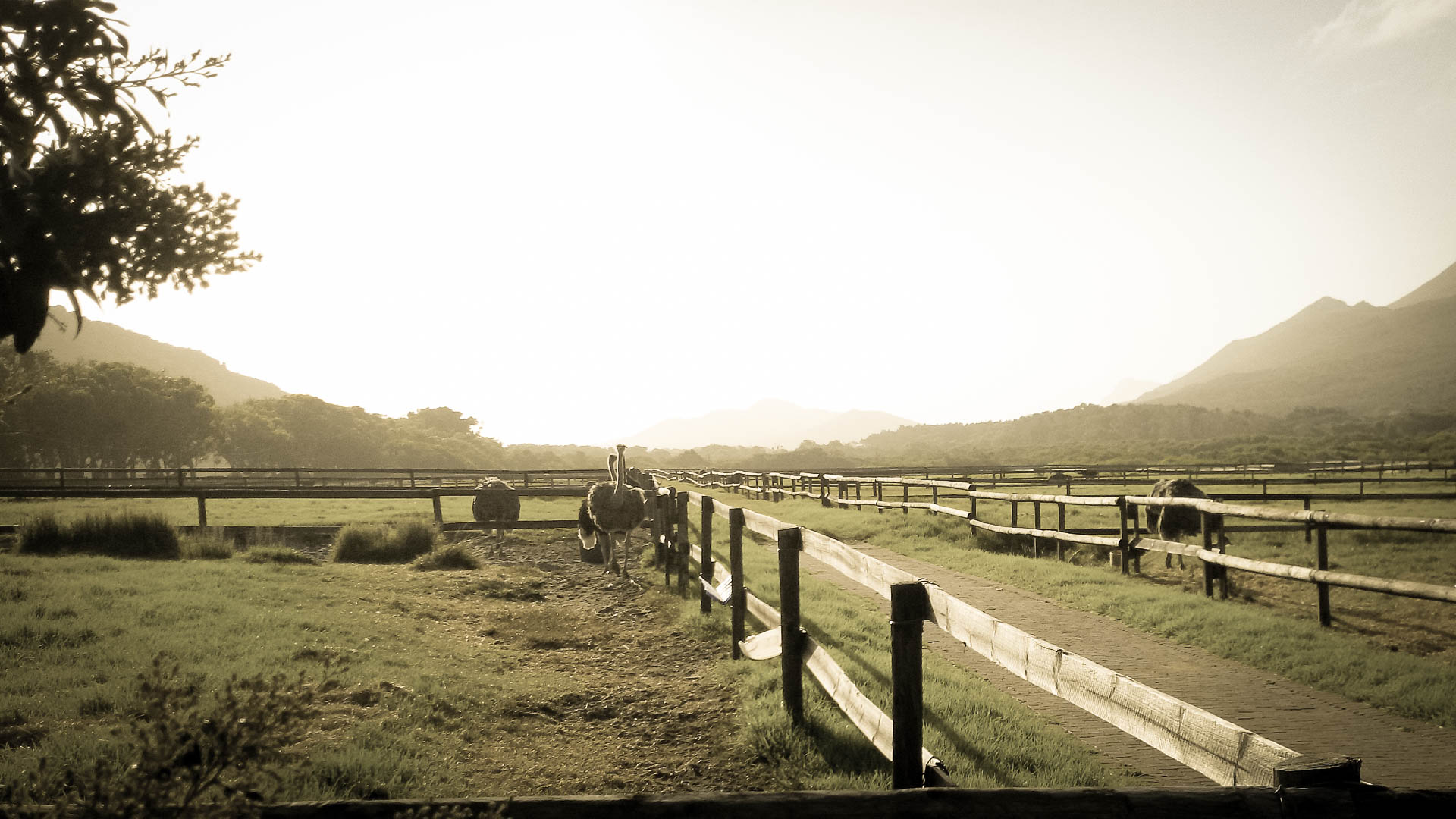 Welcome to the Cape Point Ostrich Farm